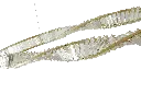 A00199 close up shot -4 transparent background.webp